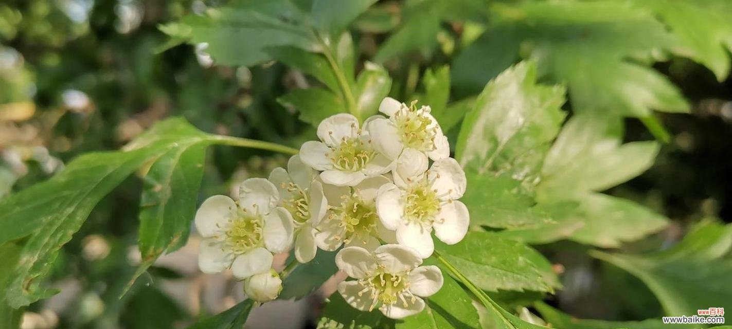 山楂花在爱情中代表什么？山楂花的寓意有哪些？