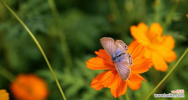 黄色的格桑花代表什么?它的寓意有哪些?