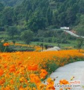 黄色的格桑花代表什么？它的寓意有哪些？