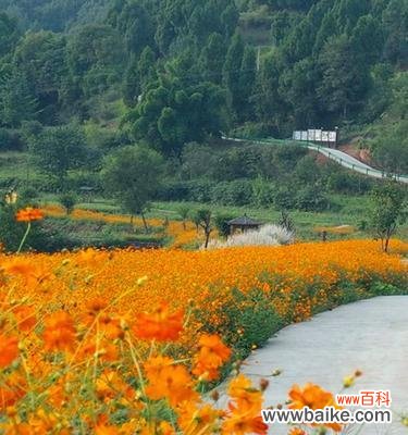 黄色的格桑花代表什么?它的寓意有哪些?