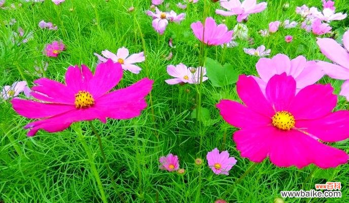 黄色的格桑花代表什么?它的寓意有哪些?