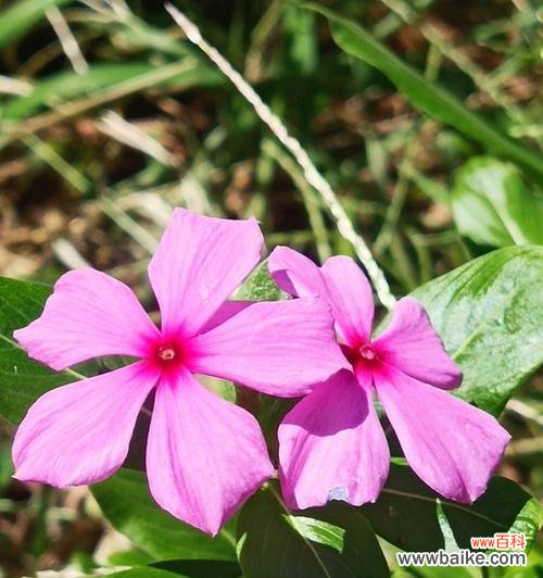 揭示长春花的含义和象征 长春花的花语与寓意