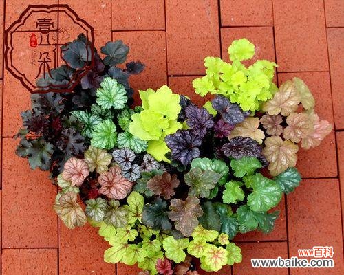 探寻彩叶草的花语,解读植物的心声 彩叶草的花语及其寓意