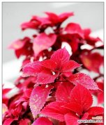 以彩叶草的花语和寓意感悟生命的美好 彩叶草