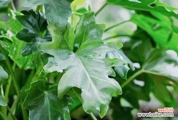 探寻春羽花语中的深意 春羽的花语及寓意