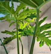 探寻春羽花语中的深意 春羽的花语及寓意