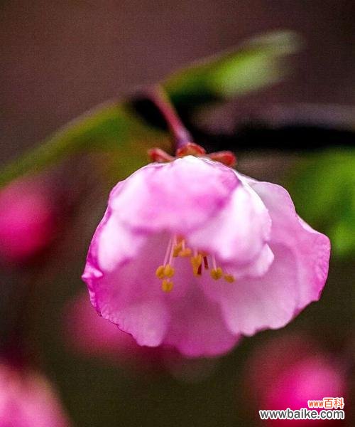 探寻垂丝海棠的花语之美 垂丝海棠,花开人间
