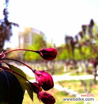 探寻垂丝海棠的花语之美 垂丝海棠,花开人间