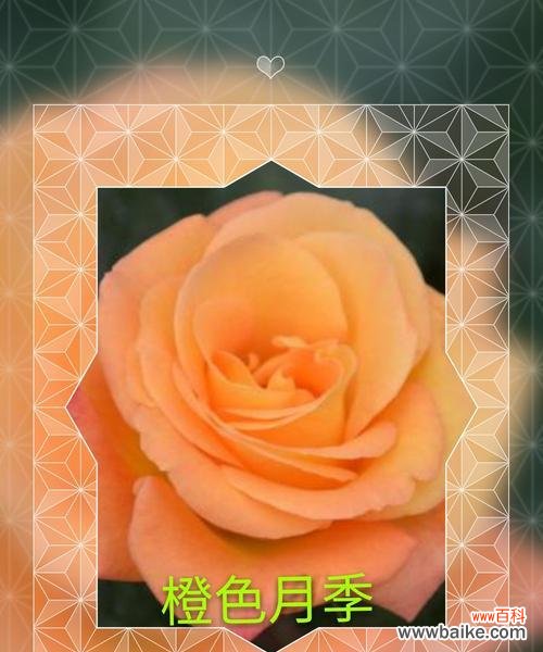 探究橙色月季花的内涵与特点 橙色月季花的象征意义