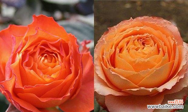 探究橙色月季花的内涵与特点 橙色月季花的象征意义