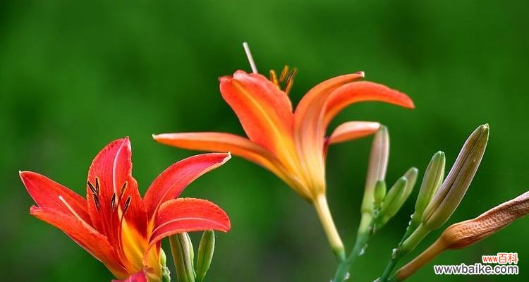 揭开大花萱草的神秘面纱——了解它的15个花语和象征意义 大花萱草的花语与寓意