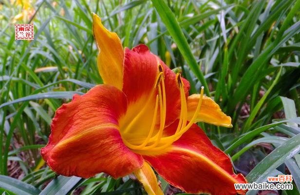 揭开大花萱草的神秘面纱——了解它的15个花语和象征意义 大花萱草的花语与寓意