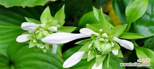 探寻翠竹的文化内涵与象征意义，了解其对人类生活的启示 翠竹的象征意义——寄托自然之美和精神的追求