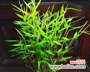 探寻翠竹的文化内涵与象征意义，了解其对人类生活的启示 翠竹的象征意义——寄托自然之美和精神的追求