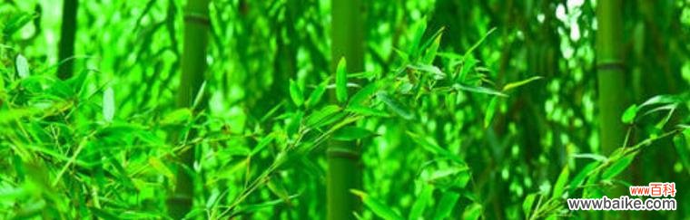 探寻翠竹的文化内涵与象征意义，了解其对人类生活的启示 翠竹的象征意义——寄托自然之美和精神的追求