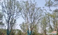 探索丛生香樟的生态价值和文化意义 丛生香樟的意义及特点