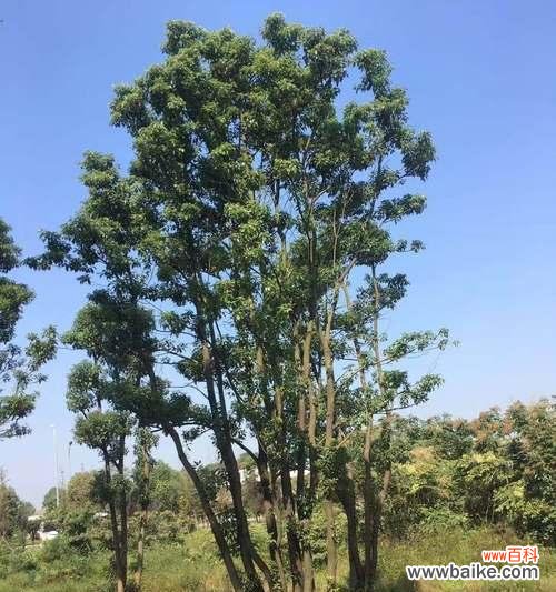 探索丛生香樟的生态价值和文化意义 丛生香樟的意义及特点