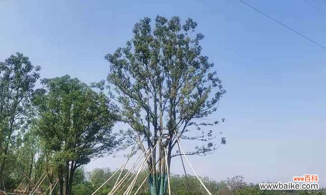 探索丛生香樟的生态价值和文化意义 丛生香樟的意义及特点