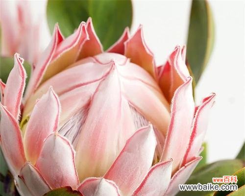 探寻帝王花背后的深意,揭开它的传奇之美 帝王花的花语与美丽传说