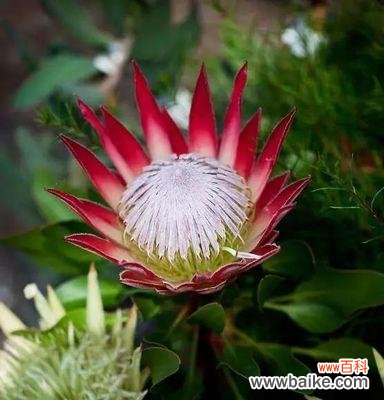 探寻帝王花背后的深意,揭开它的传奇之美 帝王花的花语与美丽传说