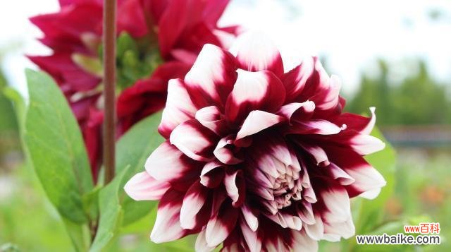 探索大丽花背后的深刻寓意 大丽花的花语与象征意义