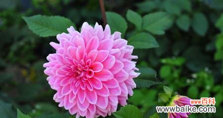 探索大丽花背后的深刻寓意 大丽花的花语与象征意义