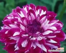 大丽花的花语和寓意以及传递给我们的启示 大丽花