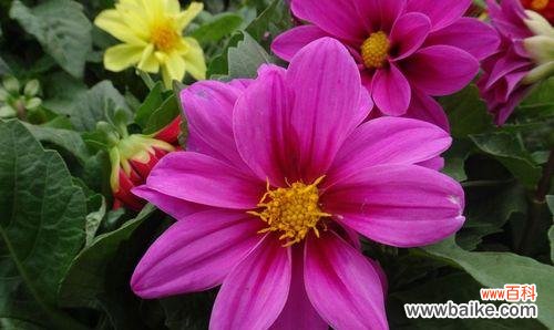 大丽花的花语和寓意以及传递给我们的启示 大丽花