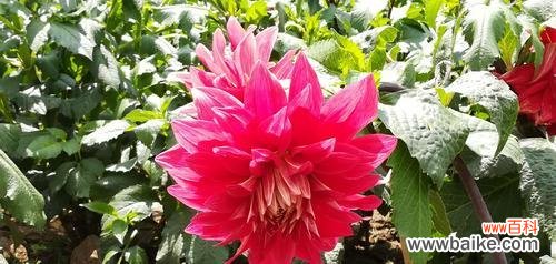 大丽花的花语和寓意以及传递给我们的启示 大丽花