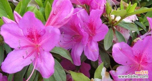 唯美绽放,诉说爱的情愫 杜鹃的花语——寄托爱意的花朵