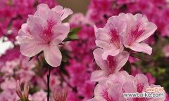 唯美绽放，诉说爱的情愫 杜鹃的花语——寄托爱意的花朵