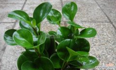 探索豆瓣绿的吉祥象征和应用范围 豆瓣绿的风水寓意与影响力