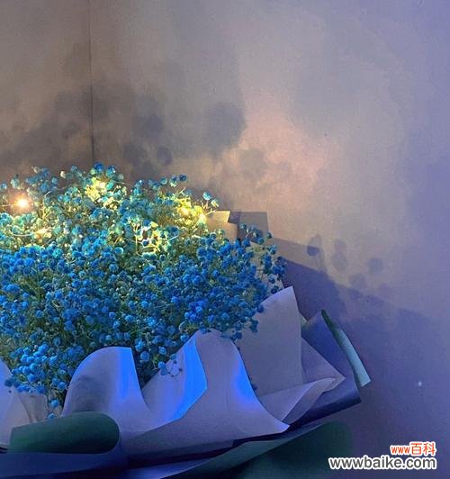 探索蓝色满天星花语的深刻内涵 蓝色满天星花语的美丽寓意