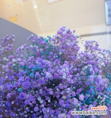 星空中的神秘之美 蓝色满天星的寓意与象征