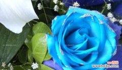 蓝色玫瑰所代表的情感和象征意义 男人送女人蓝色玫瑰的意义