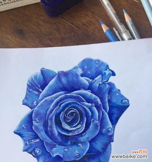 蓝色玫瑰传达的情感与寓意 蓝色玫瑰的花语及象征意义