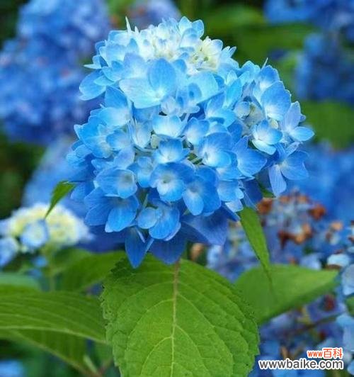 探寻曼陀罗花语的深意——蓝色曼陀罗的生命之美 蓝色曼陀罗花语的美丽与内涵