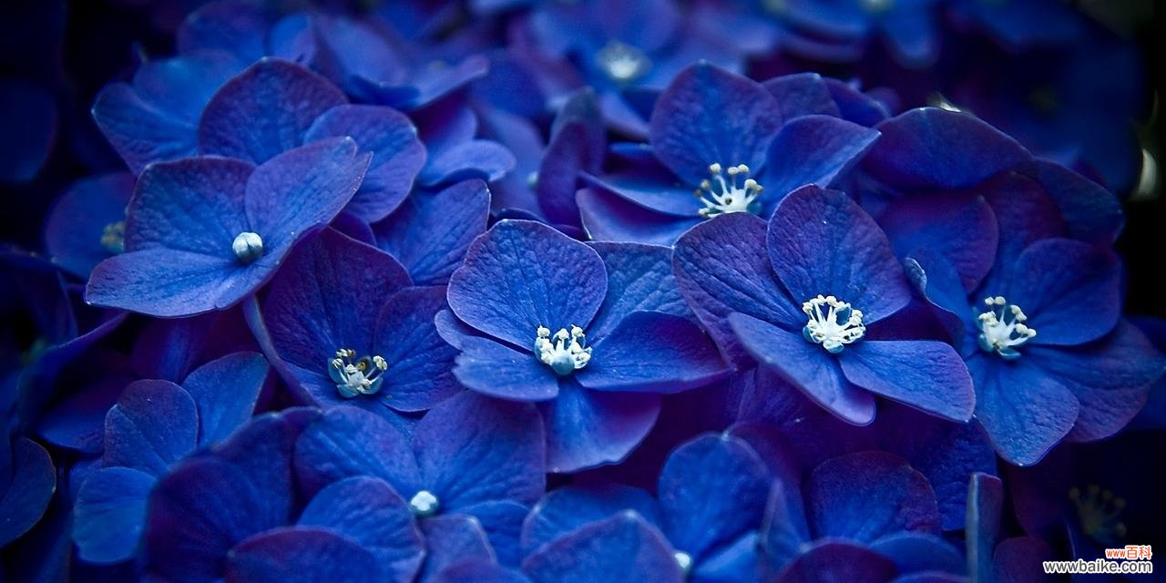 探寻曼陀罗花语的深意——蓝色曼陀罗的生命之美 蓝色曼陀罗花语的美丽与内涵