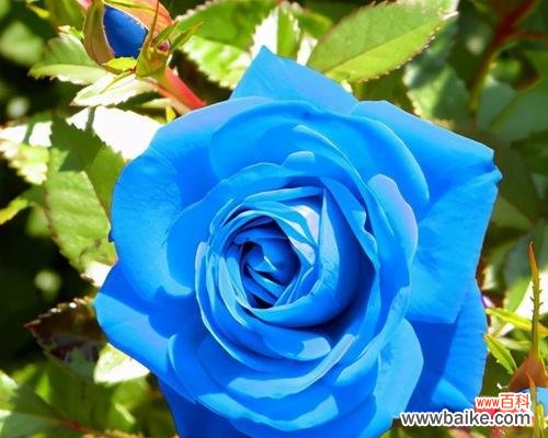 解读蓝色玫瑰的寓意与情感 蓝色玫瑰的象征意义