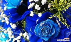 解读蓝色玫瑰的寓意与情感 蓝色玫瑰的象征意义