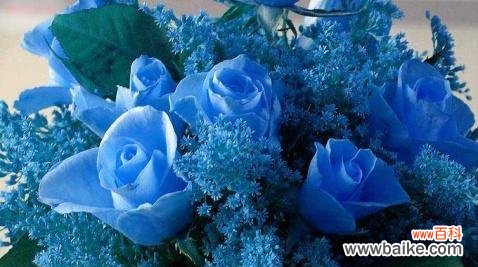 解读蓝色玫瑰的寓意与情感 蓝色玫瑰的象征意义