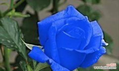 解读蓝色玫瑰的深邃与神秘 蓝色玫瑰的花语与意义