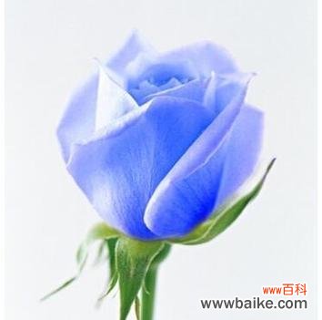 揭开蓝色玫瑰花语的意义与寓意 蓝色玫瑰的花语之深情与神秘