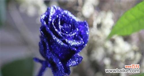 蓝色玫瑰花的美丽与神秘 蓝色玫瑰花的花语与象征