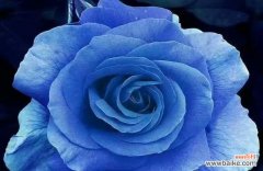 蓝色玫瑰的神秘与温柔 蓝色玫瑰花的花语及其意义