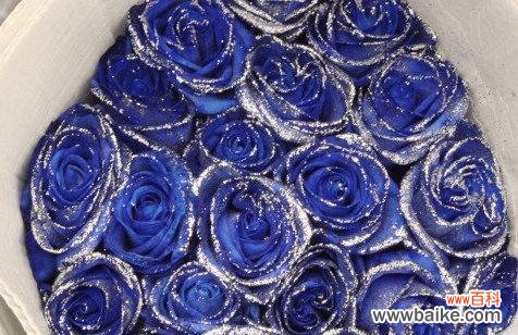 蓝色玫瑰的神秘与温柔 蓝色玫瑰花的花语及其意义