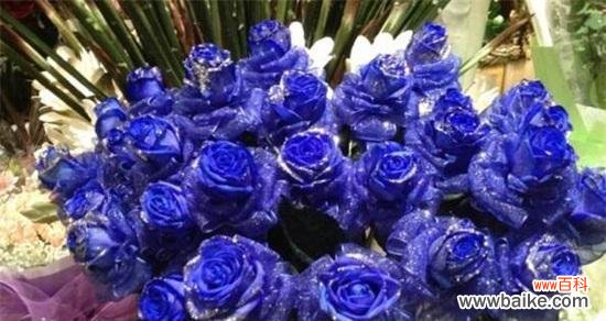 探寻蓝色玫瑰花的花语及其隐含的情感和寓意 蓝色玫瑰花的花语