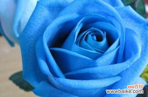 探寻蓝色玫瑰所传递的情感和意义 以蓝色玫瑰花语代表什么意思