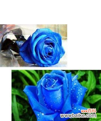 探寻蓝色玫瑰花背后的象征与美好 蓝色玫瑰花的寓意与意义