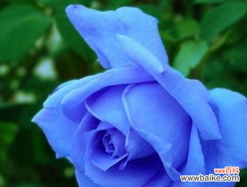 探寻蓝色玫瑰所传达的十五种意义 蓝色玫瑰的花语